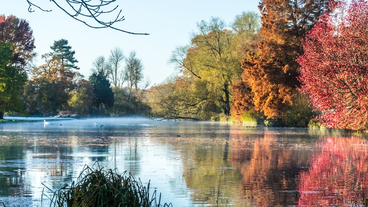 Lake with swans and fringed by trees with orange and red late autumn foliage, The Vyne, Hampshire